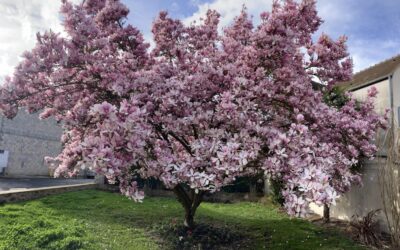 Il y a près de chez moi, un magnolia majestueux – Avril 2024
