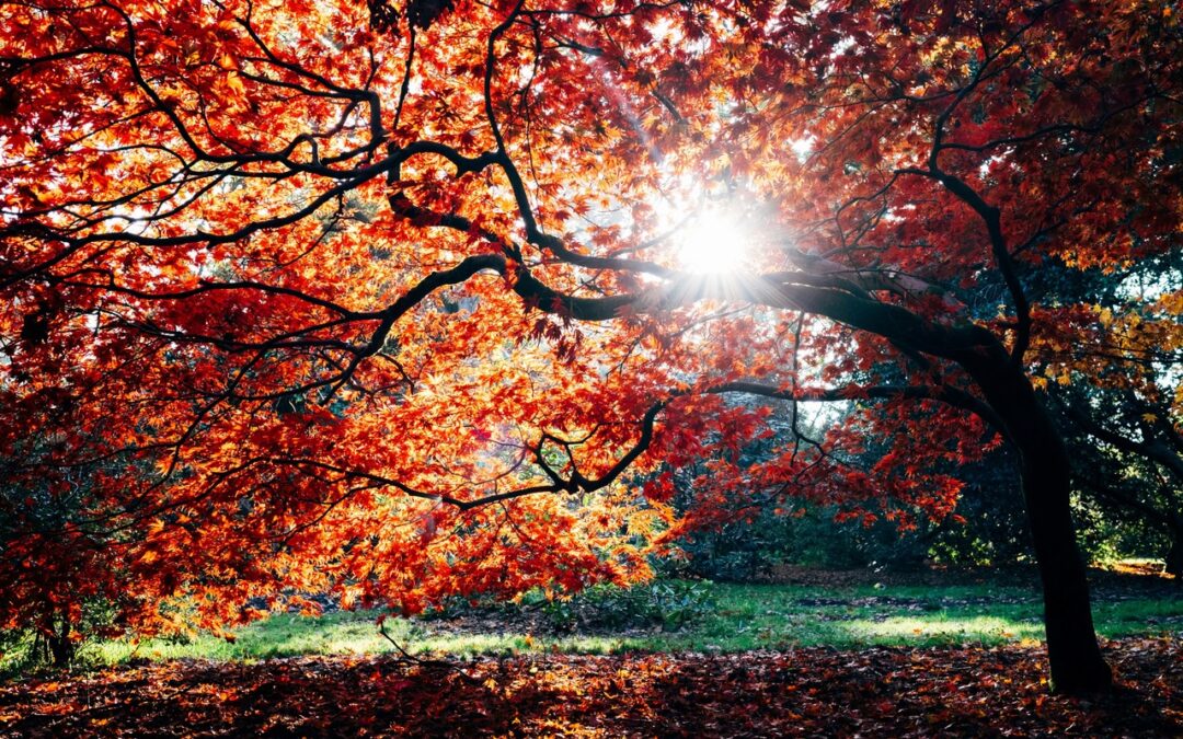 L’automne, récolte, changement et lâcher-prise – Octobre 2025
