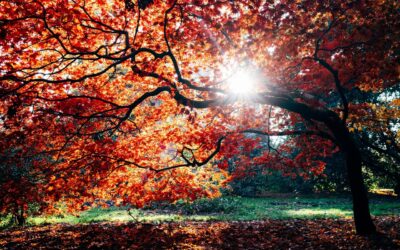 L’automne, récolte, changement et lâcher-prise – Octobre 2025