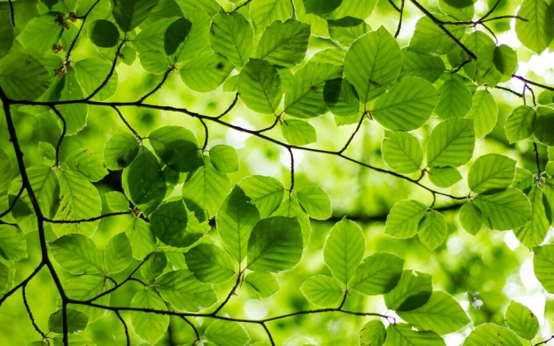Tout est au Vert ! – Mai 2026